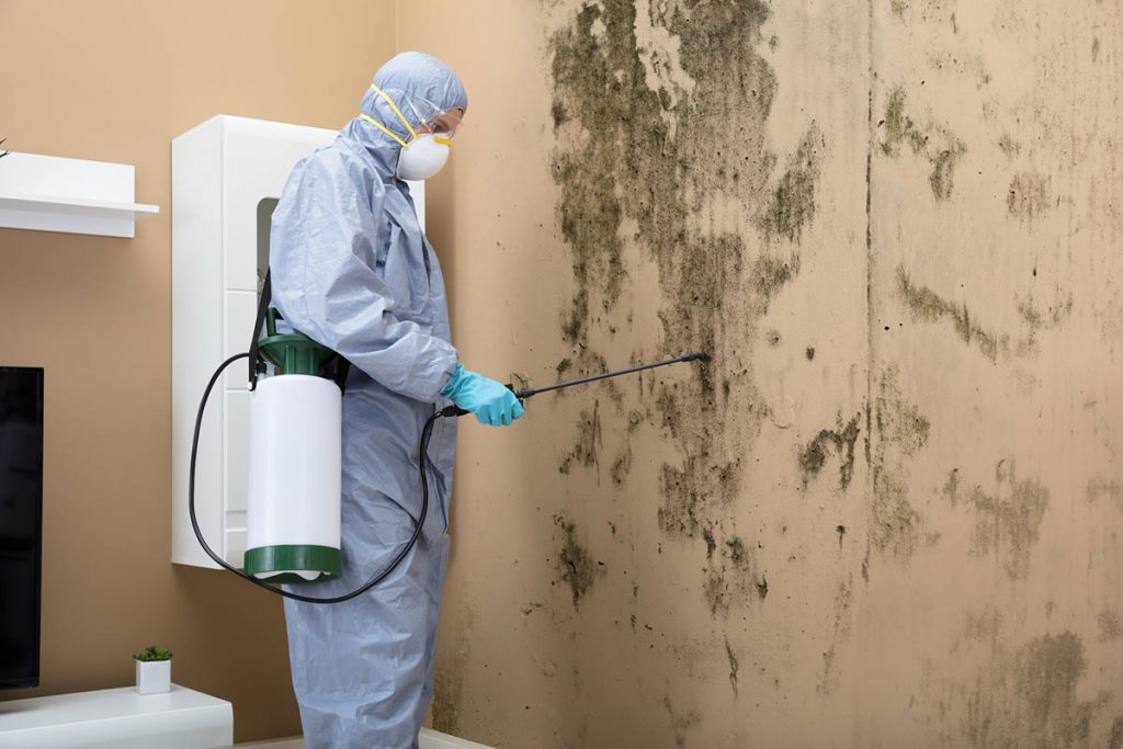 ontario mould specialists