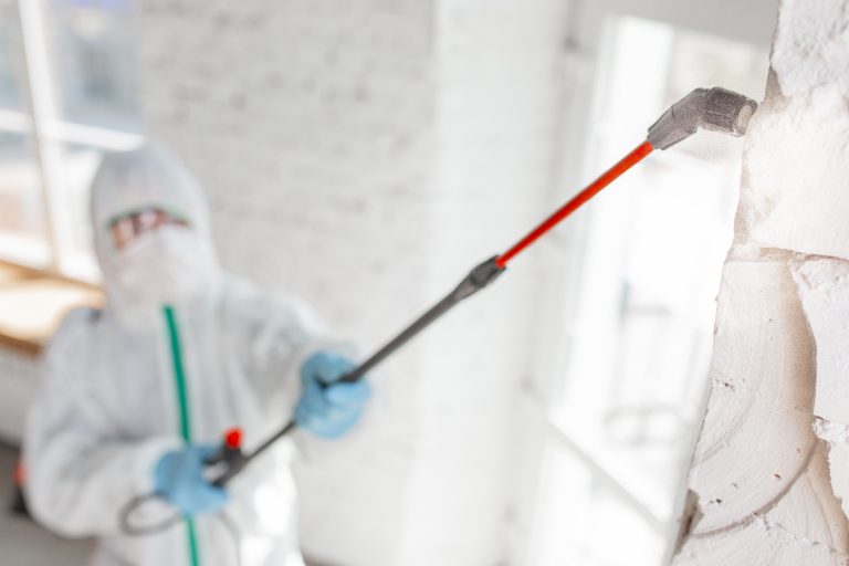 How Mold Spreads and Multiplies