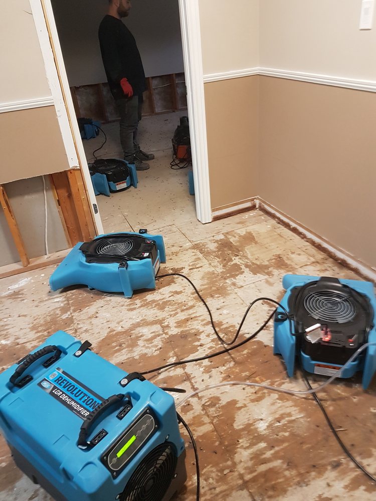 Proper Removal and Remediation