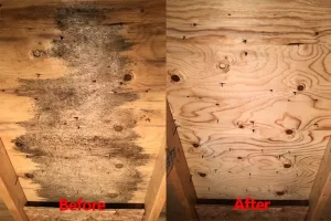 attic mold removal before after