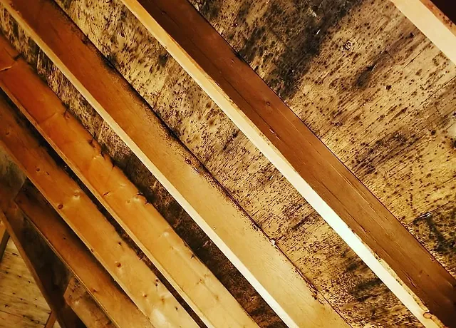attic mold removal in scarborough