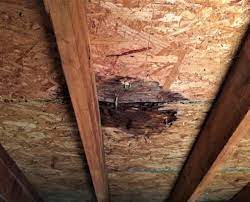 attic mold removal in toronto 2023