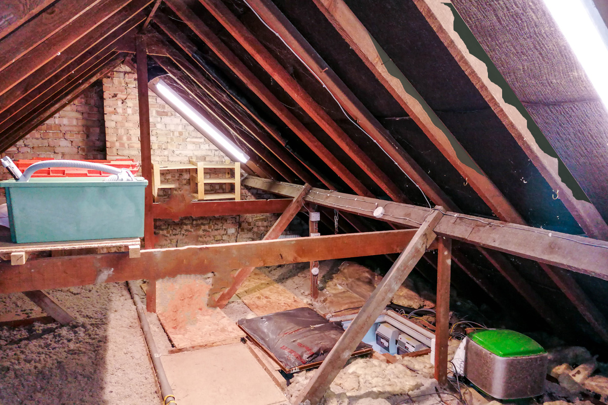 mold in attic